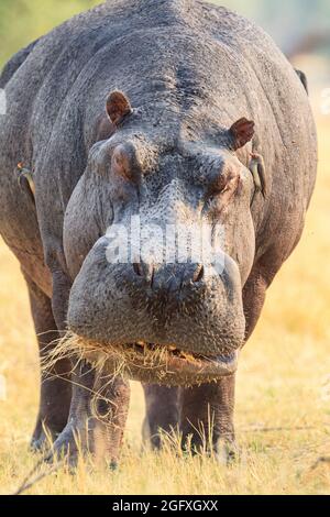 Hippo (Hippopotamus amphibius), der an Land isst. Okavango Delta, Botswana, Afrika Stockfoto