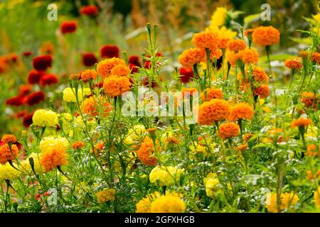 Garten Spätsommer Orange Tagetes erecta Marigolds Red Zinnias Stockfoto