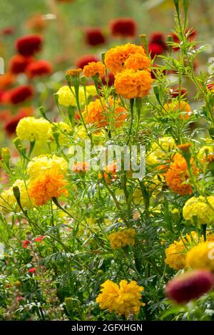 Tagetes erecta afrikanische Ringelblumen Orange Tagetes gemischte Gartenblumen Sommerblumen August blüht bunte Pflanze Gelb Orange Border blüht Stockfoto