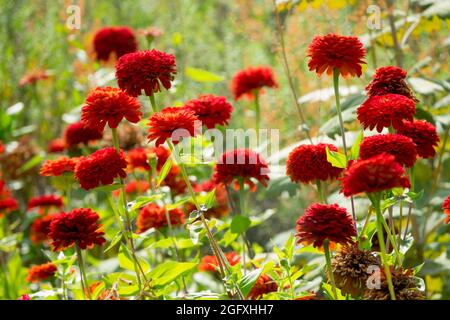 Rote Zinnia Gartengrenze Blumenbeet Spätsommer Garten Rote Zinnias Blüten Rotes Blumenbeet August blühend nähert sich Herbst Sommer Blumengrenze Stockfoto