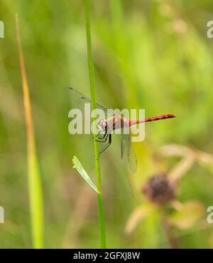 Eine weißgesichtige Wiesenhawk-Libelle (Sympetrum obtrusum) auf einem Grasstamm im Norden von Minnesota. Stockfoto