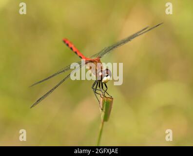 Eine weißgesichtige Wiesenhawk-Libelle (Sympetrum obtrusum) auf einem Grashalm im Norden von Minnesota. Stockfoto