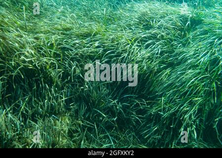 Unterwasser Posidonia Oceanica Seegras im mittelmeer mit klarem blauen Wasser gesehen. Wiesen dieser Algen sind wichtig für das Ökosystem und Stockfoto