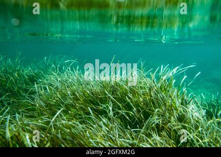 Unterwasser Posidonia Oceanica Seegras im mittelmeer mit klarem blauen Wasser gesehen. Wiesen dieser Algen sind wichtig für das Ökosystem und Stockfoto