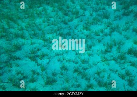 Unterwasser Posidonia Oceanica Seegras im mittelmeer mit klarem blauen Wasser gesehen. Wiesen dieser Algen sind wichtig für das Ökosystem und Stockfoto