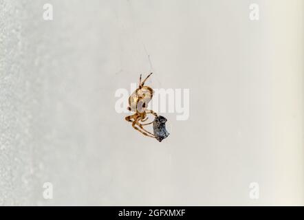 Cross Orb Weberspinne, die Beute in Irland frisst - Blick von der Unterseite. Stockfoto