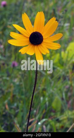 OLYMPUS DIGITALKAMERA - Nahaufnahme der gelben Blume auf einer schwarzäugigen susan-Pflanze, die auf einer Wiese wächst. Stockfoto