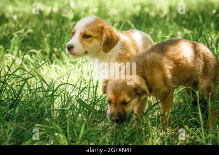 Mutter Hund kümmern Welpen mit Liebe Stockfoto