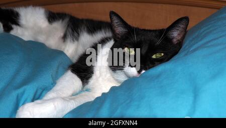 OLYMPUS DIGITALKAMERA - Nahaufnahme einer schwarz-weißen Katze, die sich auf einem blauen Kissen im Schlafzimmer entspannt (Cats Name is Roxy) Stockfoto