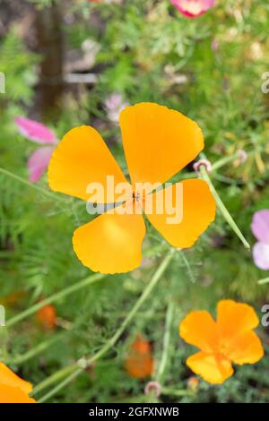 Eschscholzia Californica. Kalifornischer Mohn Stockfoto