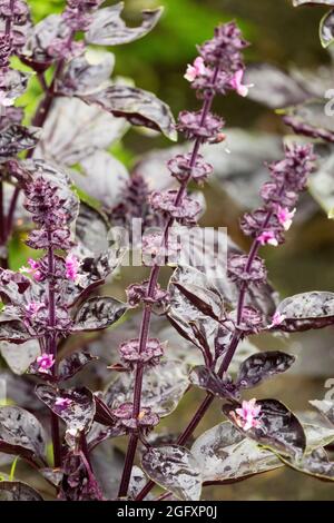 Dunkelroter Basilikum-Kräutergarten Ocimum basilicum 'Dark Opal' Stockfoto