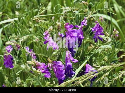 Nahaufnahme der violetten Blüten einer Kuh-Vetch-Pflanze, die in einem Grasfeld wächst. Stockfoto