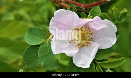 Nahaufnahme der hellrosa Blume auf einer wilden Rosenpflanze, die auf einer Wiese wächst. Stockfoto
