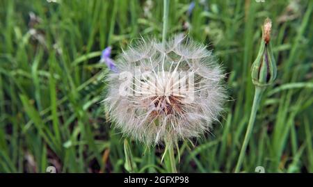 Nahaufnahme einer Wildblume, die bereit ist, ihre Samenflaumchen mit hohem Gras von einem Feld im Hintergrund in den Wind zu streuen. Stockfoto