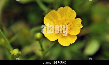 Nahaufnahme der gelben Blume auf einem Weidefalterfuß mit verschwommener Vegetation im Hintergrund. Stockfoto