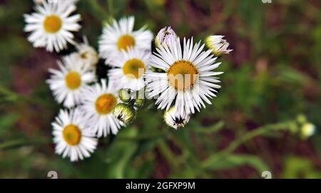 Nahaufnahme der weißen Blüten einer flohpflanze aus philadelphia, die auf einer Wiese wächst. Stockfoto