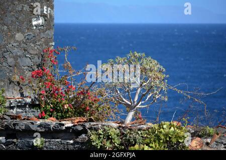 Wandpflanzen auf einer Ruine an der Promenade zwischen 'Reis Magos' 'Caniço de Baixo', Madeira, Portugal Stockfoto