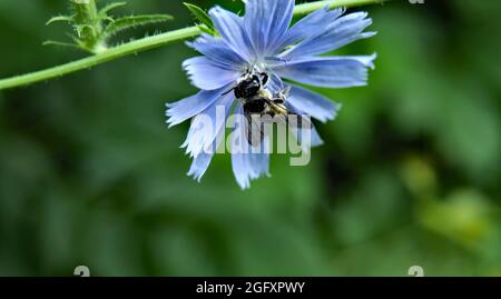 Nahaufnahme einer Honigbiene, die Nektar aus der blauen Blume auf einer wilden Zichorien-Pflanze sammelt, die auf einer Wiese mit verschwommenem grünen Hintergrund wächst. Stockfoto