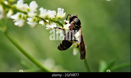 Nahaufnahme einer nördlichen Papierwespe, die Nektar von den weißen Blüten auf einer auf einer Wiese wachsenden Süßklee sammelt. Stockfoto