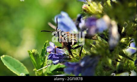 Nahaufnahme einer nördlichen Papierwespe, die Nektar von den blauen Blüten auf einer Viper-Hochglanz-Pflanze auf einer Wiese sammelt. Stockfoto