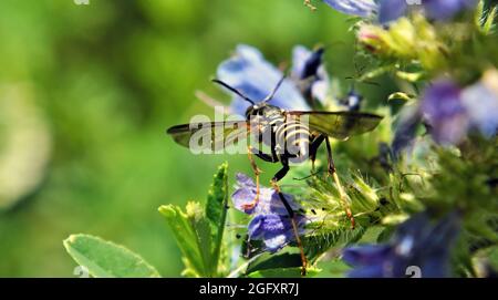 Nahaufnahme einer nördlichen Papierwespe, die Nektar von den blauen Blüten auf einer Viper-Hochglanz-Pflanze auf einer Wiese sammelt. Stockfoto