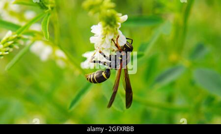 Nahaufnahme einer nördlichen Papierwespe, die Nektar von den weißen Blüten auf einer auf einer Wiese wachsenden Süßklee sammelt. Stockfoto