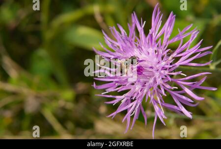 Nahaufnahme einer winzigen Biene, die Nektar aus der rosa Blume auf einer schleichenden Distelpflanze sammelt, die auf einer Wiese wächst. Stockfoto