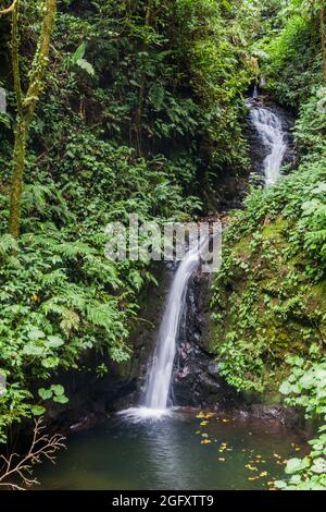 San Luis Wasserfall in einem Nebelwald von Reserva Biologica Bosque Nuboso Monteverde, Costa Rica Stockfoto