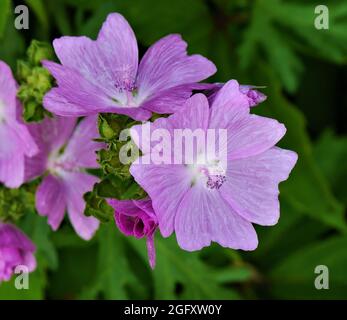 Nahaufnahme der rosa Blüten einer wilden Moschusmalchpflanze, die auf einer Wiese wächst. Stockfoto