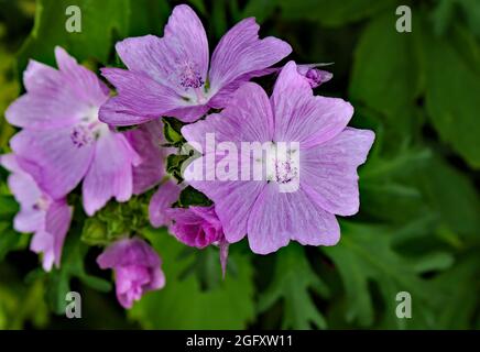Nahaufnahme der rosa Blüten einer wilden Moschusmalchpflanze, die auf einer Wiese wächst. Stockfoto