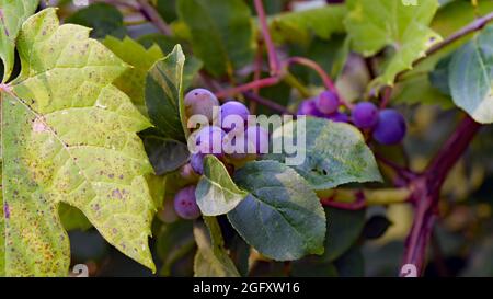 Nahaufnahme der violetten Trauben auf einer wild wachsenden Fuchsrebenpflanze am Rande des Bonnechhere River in Renfrew, Ontario, Kanada. Stockfoto