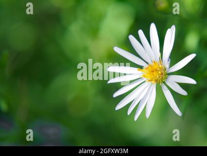 OLYMPUS DIGITALKAMERA - Nahaufnahme der winzigen weißen Blume auf einer Frost-Aster-Pflanze, die auf einer Wiese wächst. Stockfoto