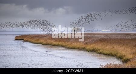Riesige Schar von Zugvögeln Europäischer Starling (Sturnus vulgaris), der aus dem Futterhabitat in Lauwersmeer auszieht. Wildtierszene in der Natur Europas. Stockfoto