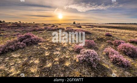 Beruhigende Landschaft Landschaft Heide im Nationalpark Hoge Veluwe, Provinz Gelderland, Niederlande. Landschaft Szene der Natur in Europa. Stockfoto