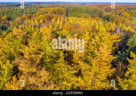Draufsicht auf den Herbstwald mit farbenfrohem Herbstlaub aus Lärchen, Eichen und Buchen. Veluwe, Provinz Gelderland, Niederlande. Herbstlich Stockfoto