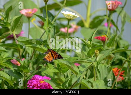 Monarch-Schmetterling im Flug Stockfoto