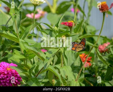 Monarch-Schmetterling im Flug Stockfoto