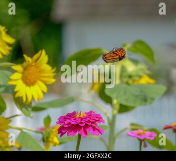 Monarch-Schmetterling im Flug Stockfoto