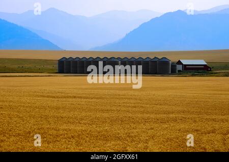 Mehrere Getreidesilos und ein Weizenfeld auf dem Bauernhof mit Bergen im Hintergrund Stockfoto