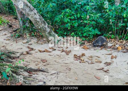 Krabbenfressende Waschbär Procyon cancrivorus im Cahuita Nationalpark, Costa Rica Stockfoto
