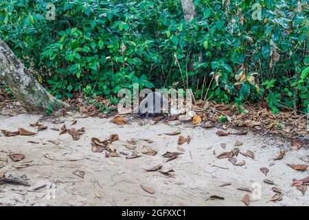 Krabbenfressende Waschbär Procyon cancrivorus im Cahuita Nationalpark, Costa Rica Stockfoto