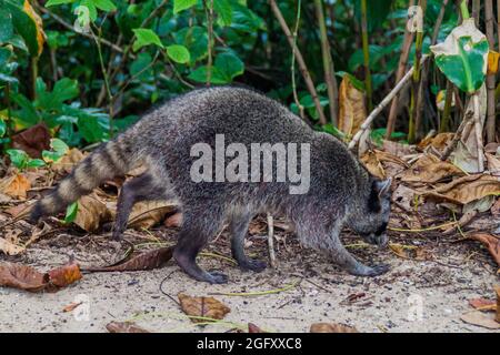 Krabbenfressende Waschbär Procyon cancrivorus im Cahuita Nationalpark, Costa Rica Stockfoto