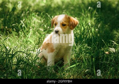 Mutter Hund kümmern Welpen mit Liebe Stockfoto