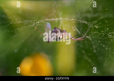 Spider sitzt auf einem Netz und wartet auf Beute. Stockfoto