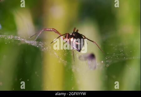 Spider sitzt auf einem Netz und wartet auf Beute. Stockfoto