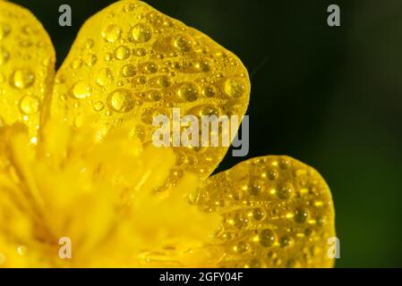 Makroansicht von Tautropfen auf der gelben Blume. Ranunculus repens. Stockfoto