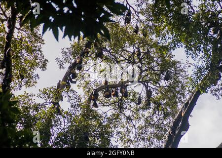 Flughunde fliegen in den Royal Botanic Gardens in der Nähe von Kandy, Sri Lanka Stockfoto