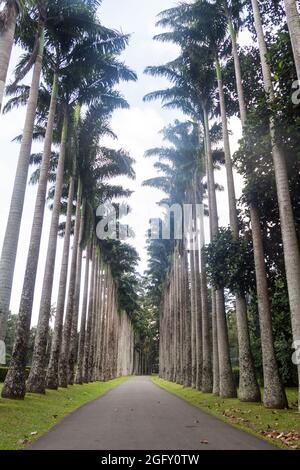 Palmenallee in den Royal Botanic Gardens in der Nähe von Kandy, Sri Lanka Stockfoto