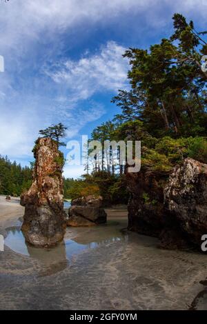 Seestapel mit Baum in der San Josef Bay, Cape Scott Provincial Park, Vancouver Island, BC, Kanada Stockfoto