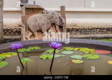 Lotusblume in einem kleinen Tank auf dem Gelände des Tempels der Heiligen Zahnreliquie in Kandy, Sri Lanka. Stockfoto